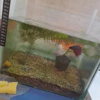 فروش آکواریوم فایتر بخاری پمپ و فیلتر هوا