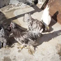 مرغ وخروس 6عدد|حیوانات مزرعه|شیراز, کیان آباد|دیوار