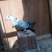 معامله با گوگ و فروشی هم هست