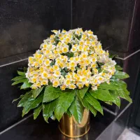 گل و گل ارایی|خدمات پذیرایی، مراسم|تهران, قیطریه|دیوار