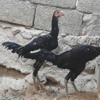 دوجوجه چابهاری و دو مرغ فروشی|حیوانات مزرعه|بندرعباس, |دیوار