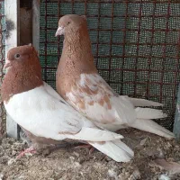 جفت سردار خوشگل