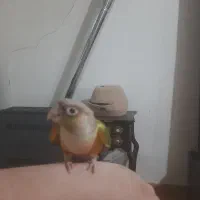 طوطی گیرینچیک رام سخنگو،معاوضه هم دارم|پرنده|بومهن, |دیوار