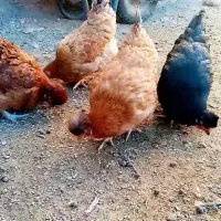 مرغ نژاد دار