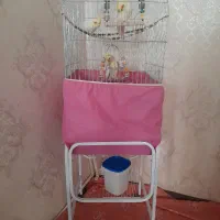 ۳ عدد عروس هلندی