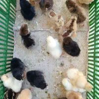 چنتا جوجه کاکلی خوشگل