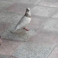 طوقی|پرنده|بهبهان, |دیوار