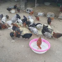 جوجه محلی