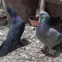 ترکیه نروماده تاکلا اصل وارداتی نسل اویناق (قیچی)