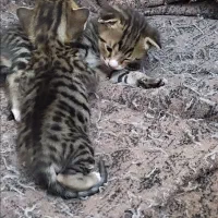 واگزاری گربه