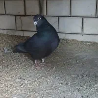 کفتر غلاق دمگیر|پرنده|خمینی‌شهر, |دیوار