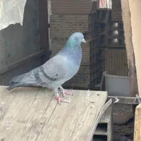 چراغ  کفتر|چراغ خواب و آباژور|یزد, |دیوار