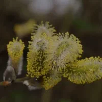 عرق بیدمشک خانگی