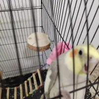 یک جفت عروس هلندی زیبا|پرنده|سنقر, |دیوار