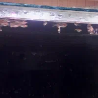 ما هی|ماهی|کرمانشاه, |دیوار