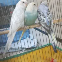 سه عدد مرغ عشق دو سه ماهه رینبو دونه ایی ۲۰۰|پرنده|دزفول, |دیوار