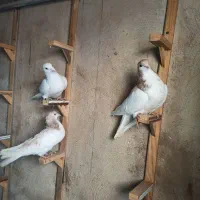 پلاکی دورگ خوشرنگ شیرازی طوقی|پرنده|ابریشم, |دیوار