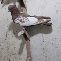مخمل . سینه.|پرنده|شیراز, زند|دیوار