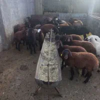 بره ماده افشار وترکی سبک