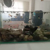 فروش ماهی گوپی تعداد حدود ۲۰۰ تا