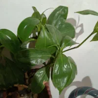 گل و گلدان|گل و گیاه طبیعی|کرمانشاه, |دیوار