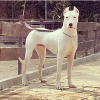 دگو آرژانتینو بی نظیر