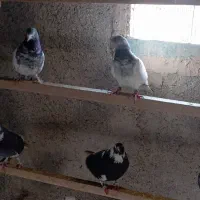 کبوتر|پرنده|قرچک, محمد آباد|دیوار