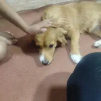 واگذاری سگ خارجی|سگ|باوی, |دیوار