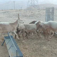 فروش میش چینی|حیوانات مزرعه|لامرد, |دیوار