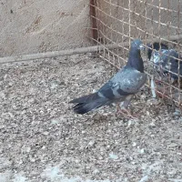 کود کبوتر