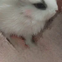 خرگوش