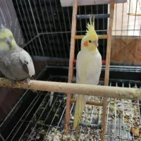 طوطی معاوضه با کفتر|پرنده|الوند, |دیوار