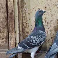 دوبر نر|پرنده|اردبیل, |دیوار