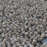 گردو ارگانیک تازه وپرچرب امسال چورژی|خوردنی و آشامیدنی|پاوه, |دیوار