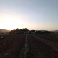 اجاره زمین کشاورزی جهت کشت سیب زمینی بهاره