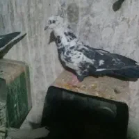 تعدادی کفتر