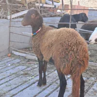 دوعدد طوقلی ماده زیر قوچی جنس نامبروان|پرنده|آق قلا, |دیوار