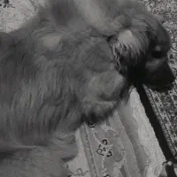 سگ خانگی گم شده|حیوانات|خوی, |دیوار