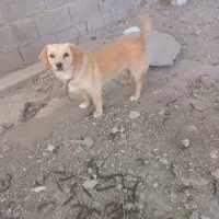 سگ پاکوتاه جک راسل
