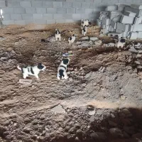 8 تا توله سگ قدریجونی|سگ|لردگان, |دیوار