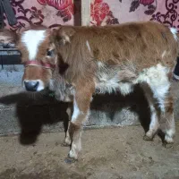 فروش ۳ راس گاو و گوساله|حیوانات مزرعه|گوراب زرمیخ, |دیوار