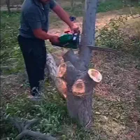 خرید چوب وقطع درختان