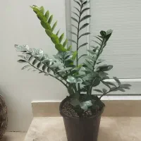 فروش گل|گل و گیاه طبیعی|مشگین شهر, |دیوار