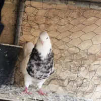 کبوتر|پرنده|خرمشهر, |دیوار