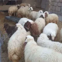 14راس بره نر کشتاری