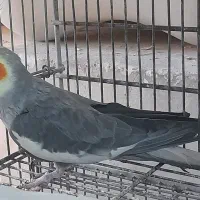 عروس هلندی.طوطی برزیلی.مرغ عشق|پرنده|محلات, |دیوار