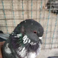 کبوتر|پرنده|هشتگرد, تهران دشت|دیوار