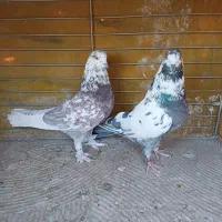 فروش کفتر|پرنده|اصفهان, خانه اصفهان|دیوار