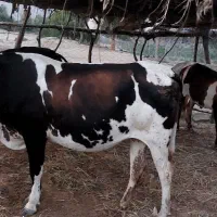 فروش گاو جوان و شیر ده