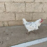 خروس گلین|حیوانات مزرعه|سرپل ذهاب, |دیوار